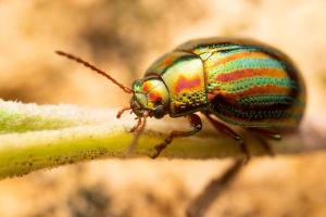 Insecte nuisible : scarabée japonais
